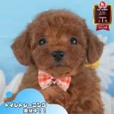 トイプードル(トイ)