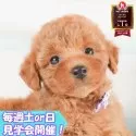 トイプードル(トイ)【静岡県・女の子・2025年8月11日・レッド】の写真1「沢山の子犬画像や当犬舎の情報を掲載しています💖是非、見てください🎶」