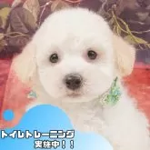 トイプードル(トイ)