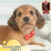 ミニチュアダックスフンド(ロング)【静岡県・男の子・2025年7月2日・シェーデッドレッド】の写真1「沢山の子犬画像や当犬舎の情報を掲載しています💖是非、見てください🎶」
