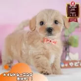 マルプー(マルチーズ×トイプードル)【静岡県・女の子・2025年9月17日・アプリコット】の写真1「沢山の子犬画像や当犬舎の情報を掲載しています💖是非、見てください🎶」