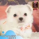 チワワ(ロング)