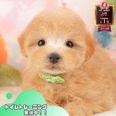 マルプー(マルチーズ×トイプードル)