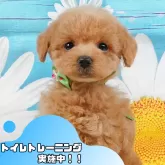タイニープードル【静岡県・男の子・2025年4月27日・アプリコット】の写真1「沢山の子犬画像や当犬舎の情報を掲載しています💖是非、見てください🎶」