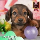 ミニチュアダックスフンド(ロング)【静岡県・女の子・2025年7月5日・シェーデッドレッド】の写真1「沢山の子犬画像や当犬舎の情報を掲載しています💖是非、見てください🎶」