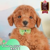 トイプードル(トイ)