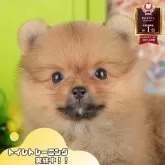 ポメラニアン
