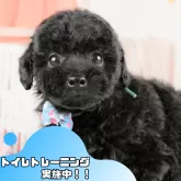 トイプードル(トイ)