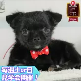 チワワ(ロング)