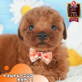 トイプードル(トイ)