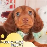 カニンヘンダックスフンド(ロング)【静岡県・男の子・2025年1月11日・レッド】の写真1「沢山の子犬画像や当犬舎の情報を掲載しています💖是非、見てください🎶」