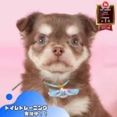 チワワ(ロング)