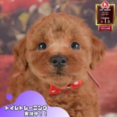トイプードル(トイ)