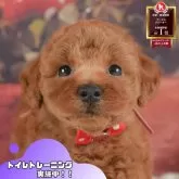 トイプードル(トイ)