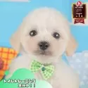 トイプードル(トイ)