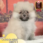 ポメラニアン