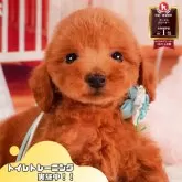トイプードル(トイ)【静岡県・男の子・2025年3月22日・レッド】の写真1「沢山の子犬画像や当犬舎の情報を掲載しています💖是非、見てください🎶」
