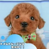 トイプードル(トイ)