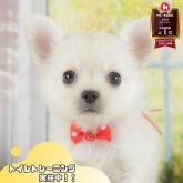 チワワ(ロング)