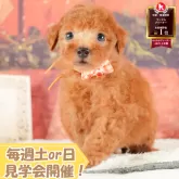 トイプードル(トイ)【静岡県・男の子・2025年8月2日・レッド】の写真1「沢山の子犬画像や当犬舎の情報を掲載しています💖是非、見てください🎶」