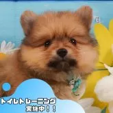 ポメラニアン