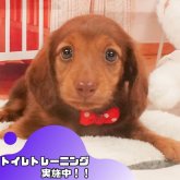 ミニチュアダックスフンド(ロング)