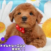 トイプードル(トイ)