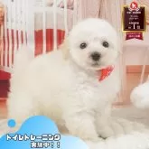 タイニープードル