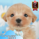 マルプー(マルチーズ×トイプードル)