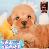 トイプードル(トイ)