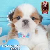 シーズー