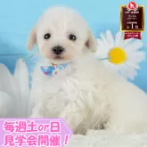 タイニープードル