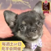 チワワ(ロング)