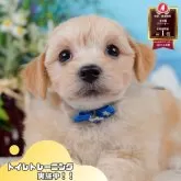 マルプー(マルチーズ×トイプードル)【静岡県・男の子・2025年4月8日・クリーム】の写真1「沢山の子犬画像や当犬舎の情報を掲載しています💖是非、見てください🎶」