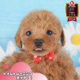 トイプードル(トイ)