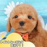 トイプードル(トイ)