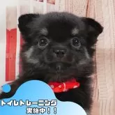 チワワ(ロング)