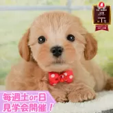 マルプー(マルチーズ×トイプードル)【静岡県・男の子・2025年5月31日・アプリコット】の写真1「沢山の子犬画像や当犬舎の情報を掲載しています💖是非、見てください🎶」