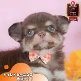 チワワ(ロング)【静岡県・女の子・2025年9月5日・チョコレート&タン】の写真1「沢山の子犬画像や当犬舎の情報を掲載しています💖是非、見てください🎶」