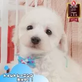 トイプードル(トイ)
