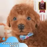 トイプードル(トイ)
