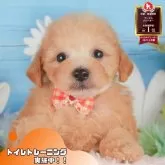 トイプードル(トイ)