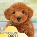 トイプードル(トイ)