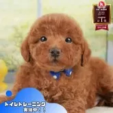 トイプードル(トイ)