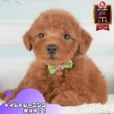 トイプードル(トイ)
