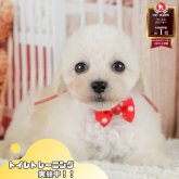トイプードル(タイニー)