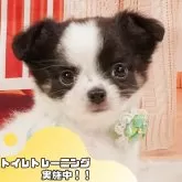 チワワ(ロング)
