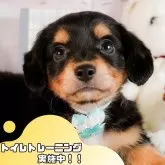 チワックス(チワワ×ダックスフンド)【静岡県・男の子・2025年3月3日・ブラックタン】の写真1「沢山の子犬画像や当犬舎の情報を掲載しています💖是非、見てください🎶」
