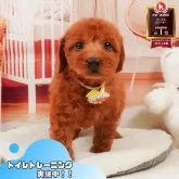 トイプードル(トイ)