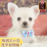 チワワ(ロング)